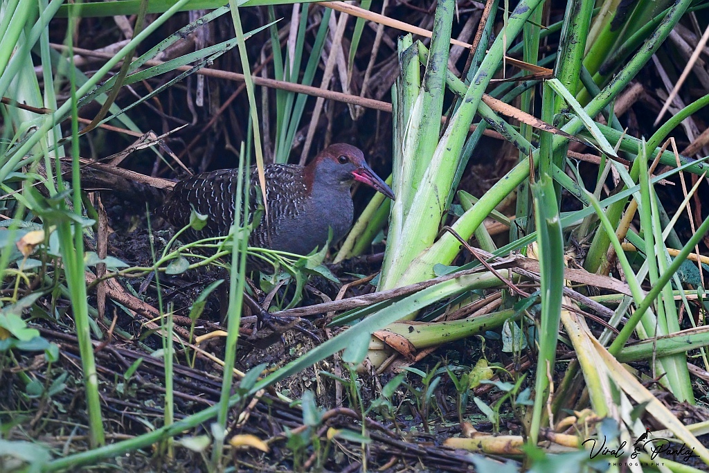 Slaty-breasted Rail